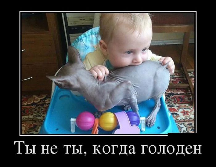 Ты не ты, когда голоден