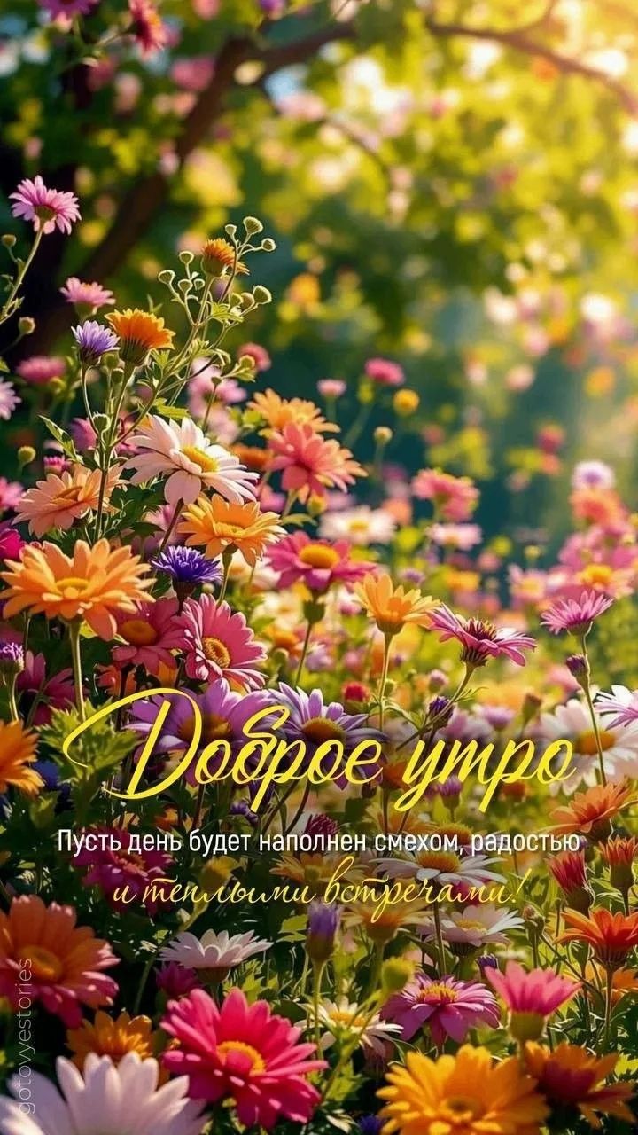 Доброе утро Пусть день будет наполнен смехом, радостью и теплыми встречами!