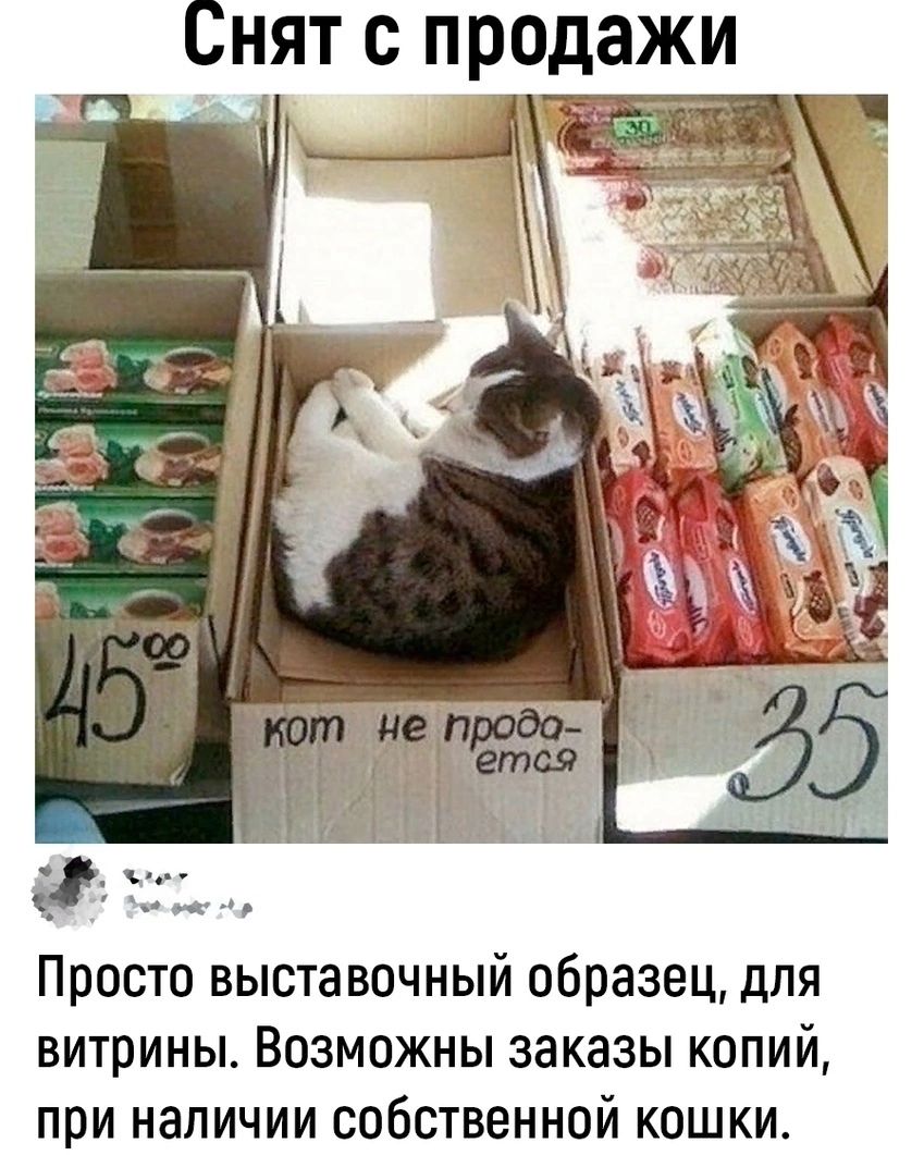 Снят с продажи. Кот не продается. Просто выставочный образец, для витрины. Возможны заказы копий, при наличии собственной кошки.