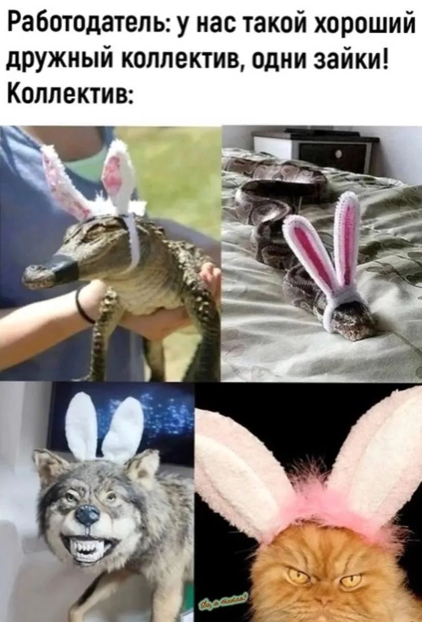 Работодатель: у нас такой хороший дружный коллектив, одни зайки! Коллектив: