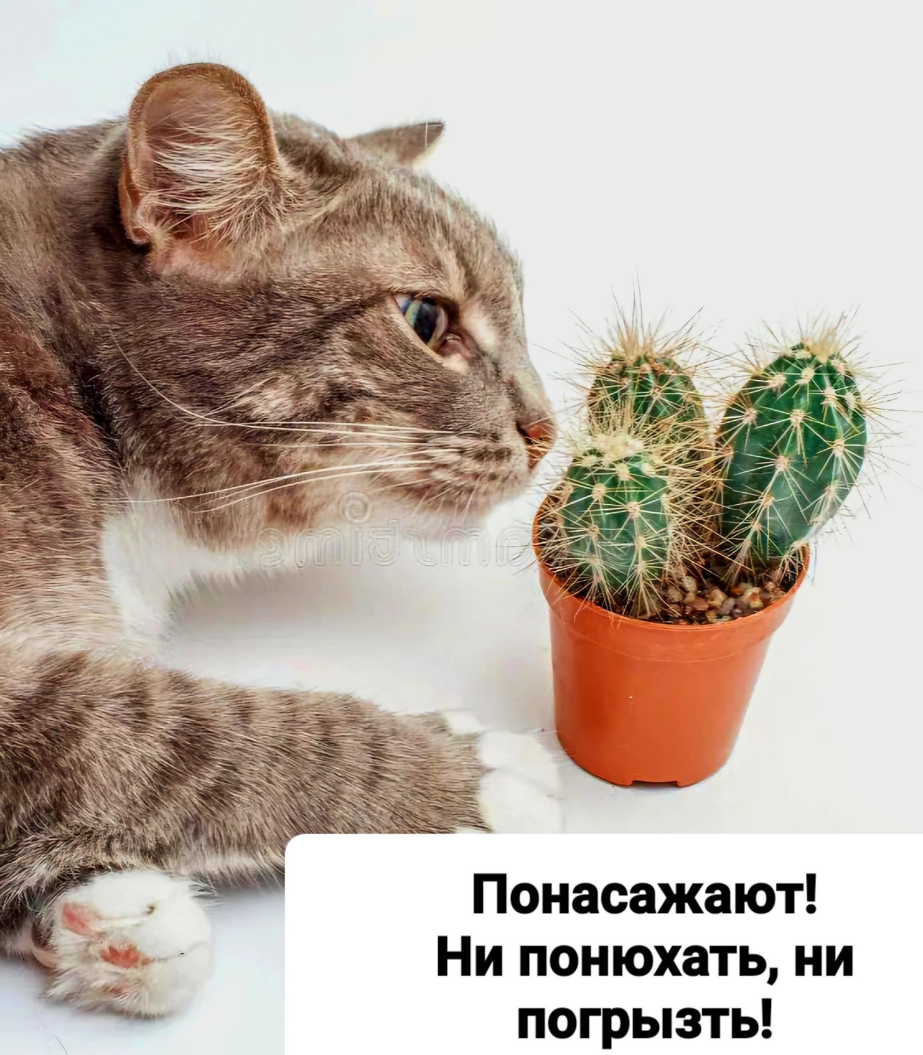 Понасажают! Ни понюхать, ни погрызть!