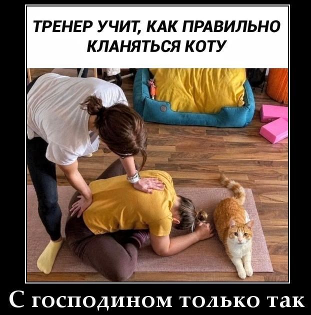 ТРЕНЕР УЧИТ, КАК ПРАВИЛЬНО КЛАНЯТЬСЯ КОТУ С господином только так