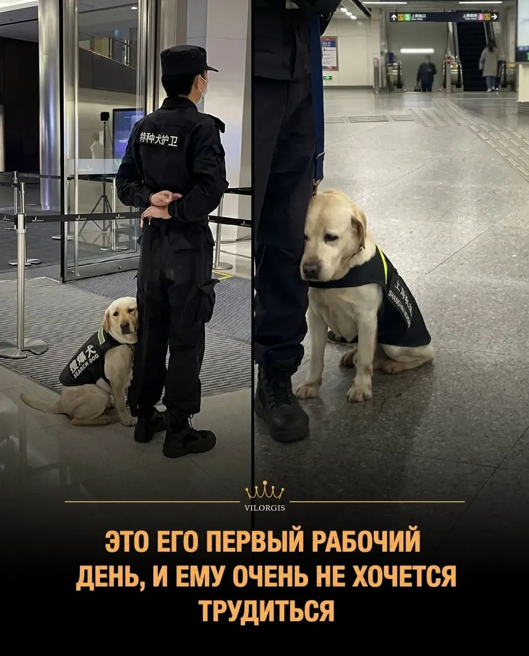 ЭТО ЕГО ПЕРВЫЙ РАБОЧИЙ ДЕНЬ, И ЕМУ ОЧЕНЬ НЕ ХОЧЕТСЯ ТРУДИТЬСЯ. SEARCH DOG. SHANGHAI METRO. Спецотряд собак-охранников.