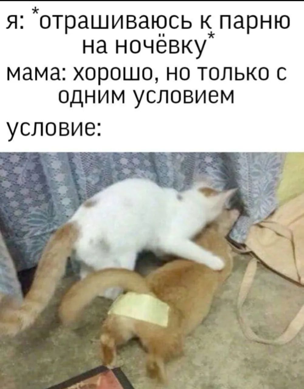 Я: *отпрашиваюсь к парню на ночёвку* мама: хорошо, но только с одним условием условие: