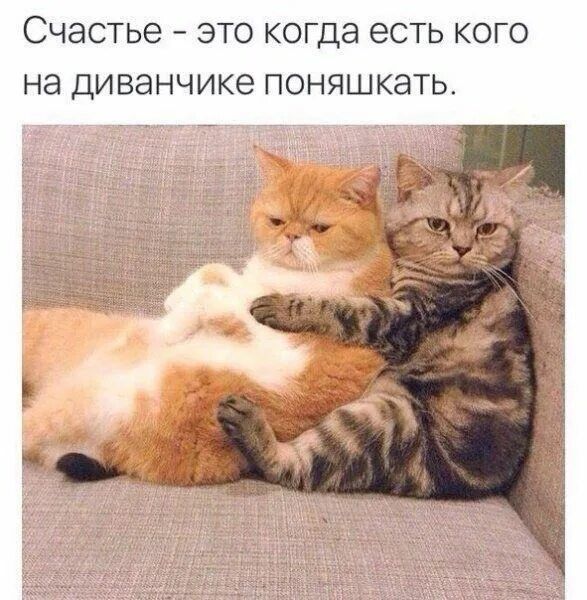 Счастье - это когда есть кого на диванчике поняшкать.