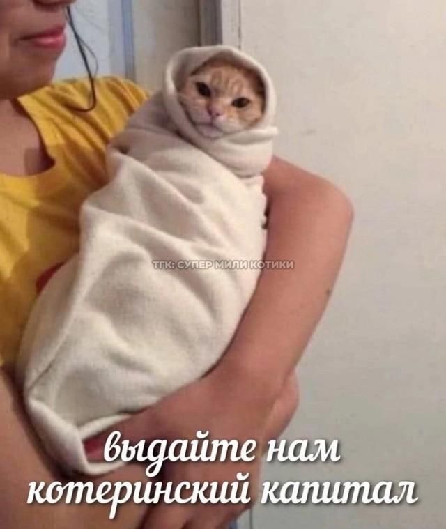 выдайте нам котеринский капитал