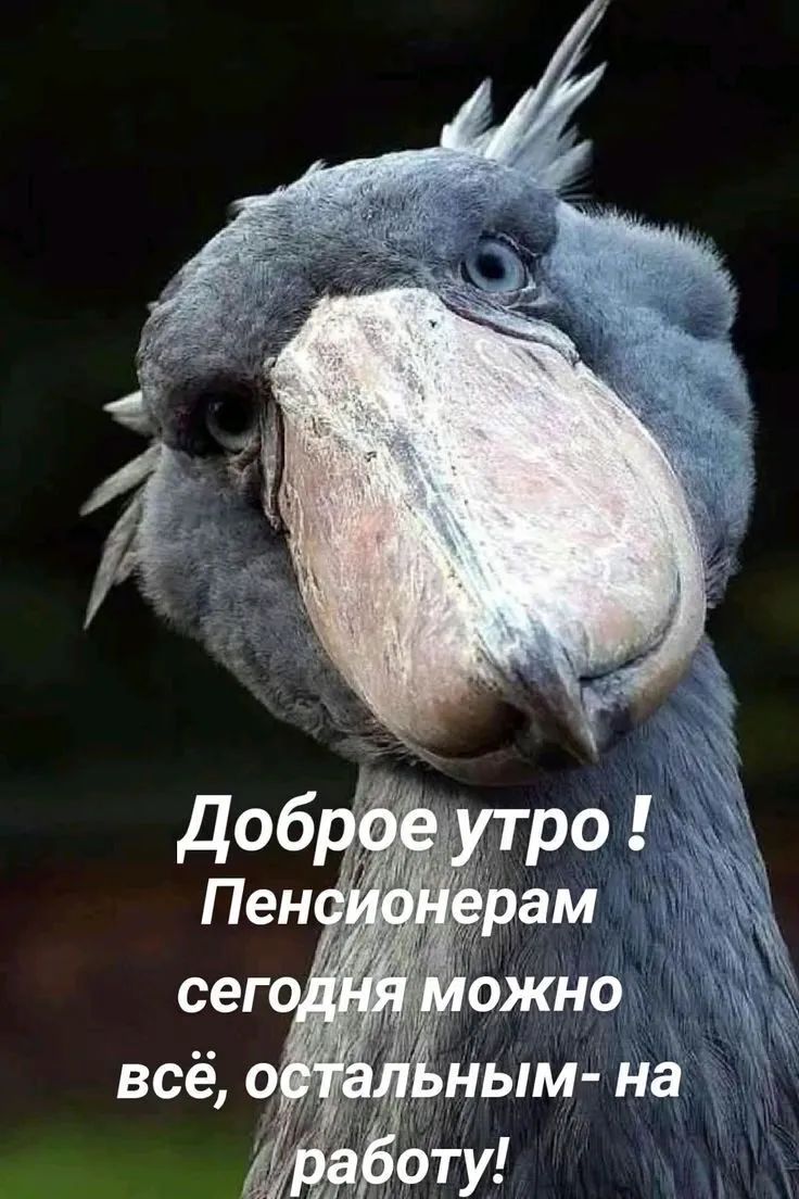 Доброе утро! Пенсионерам сегодня можно всё, остальным - на работу!