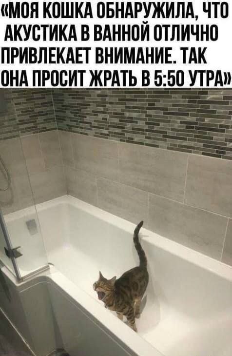 МОЯ КОШКА ОБНАРУЖИЛА, ЧТО АКУСТИКА В ВАННОЙ ОТЛИЧНО ПРИВЛЕКАЕТ ВНИМАНИЕ. ТАК ОНА ПРОСИТ ЖРАТЬ В 5:50 УТРА