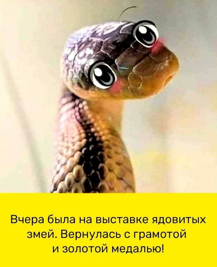 Вчера была на выставке ядовитых змей. Вернулась с грамотой и золотой медалью!