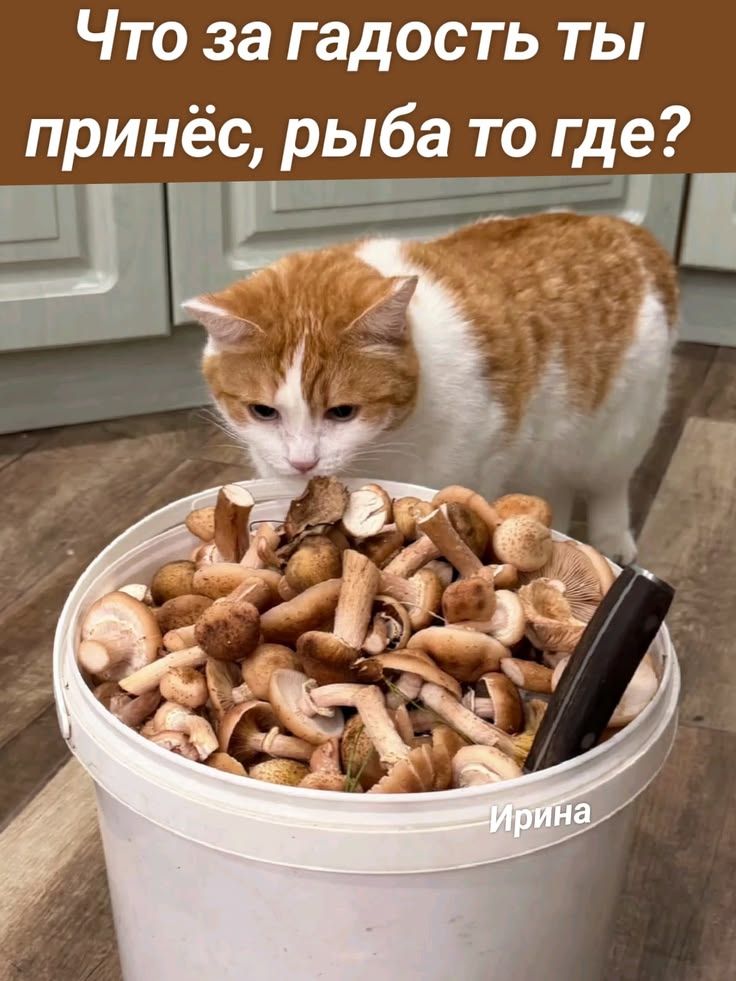 Что за гадость ты принёс, рыба то где?
