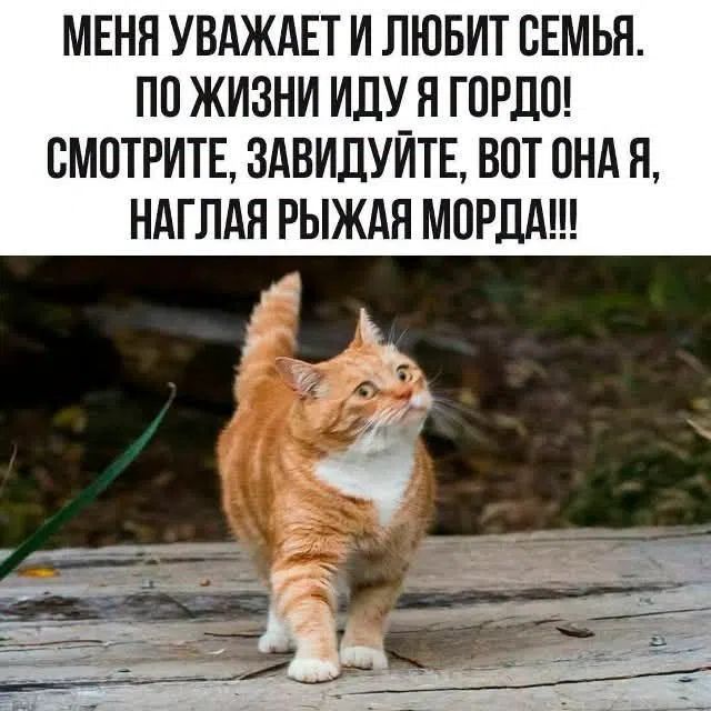 МЕНЯ УВАЖАЕТ И ЛЮБИТ СЕМЬЯ. ПО ЖИЗНИ ИДУ Я ГОРДО! СМОТРИТЕ, ЗАВИДУЙТЕ, ВОТ ОНА Я, НАГЛАЯ РЫЖАЯ МОРДА!!!