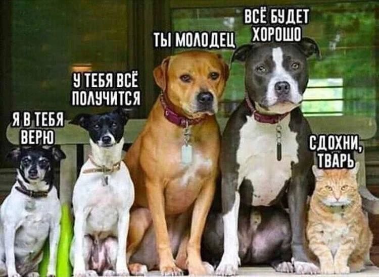 Я в тебя верю. У тебя всё получится. Ты молодец. Всё будет хорошо. Сдохни, тварь.