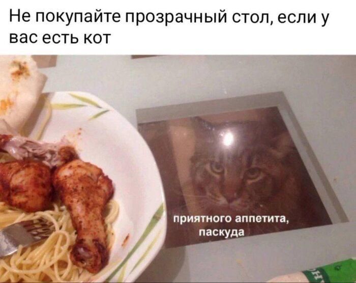Не покупайте прозрачный стол, если у вас есть кот. приятного аппетита, паскуда