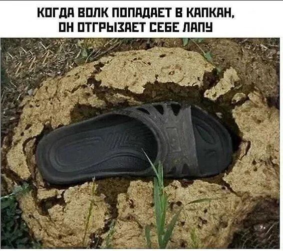 КОГДА ВОЛК ПОПАДАЕТ В КАПКАН, ОН ОТГРЫЗАЕТ СЕБЕ ЛАПУ