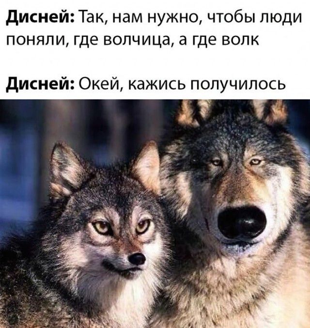 Дисней: Так, нам нужно, чтобы люди поняли, где волчица, а где волк Дисней: Окей, кажись получилось
