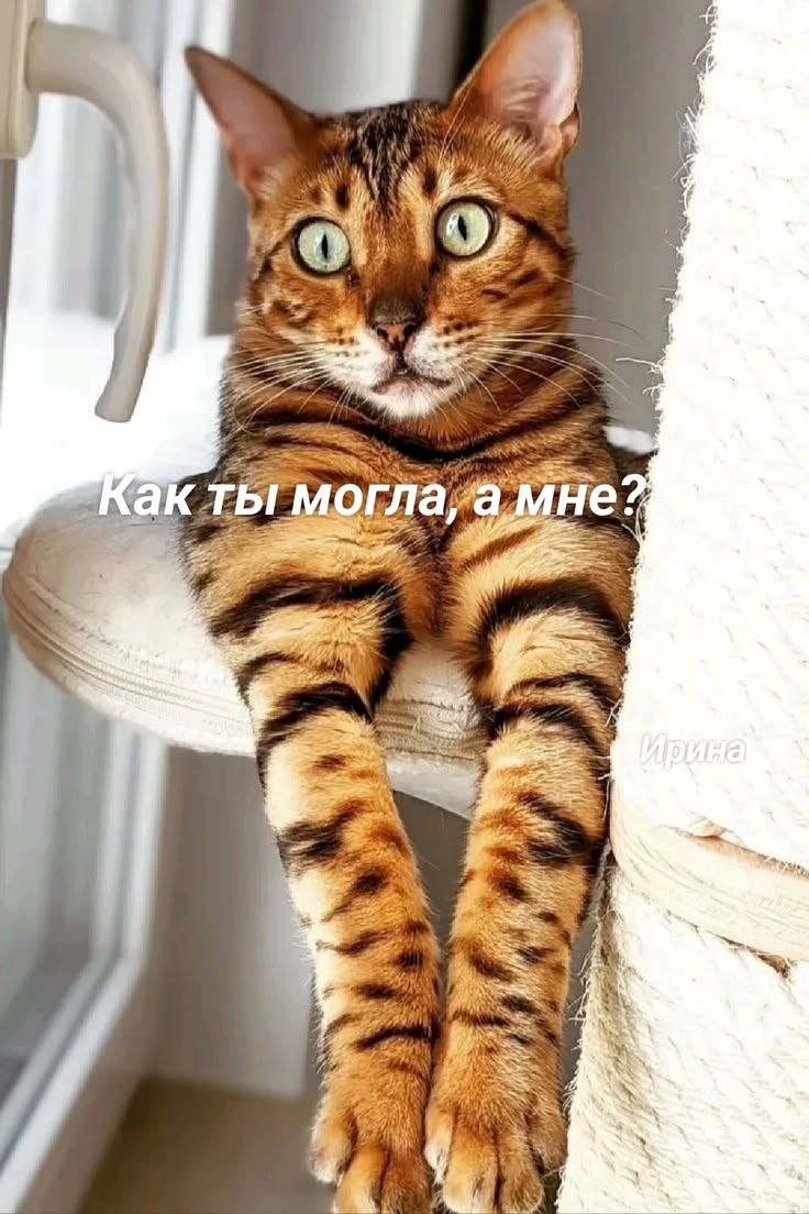 Как ты могла, а мне? Ирина