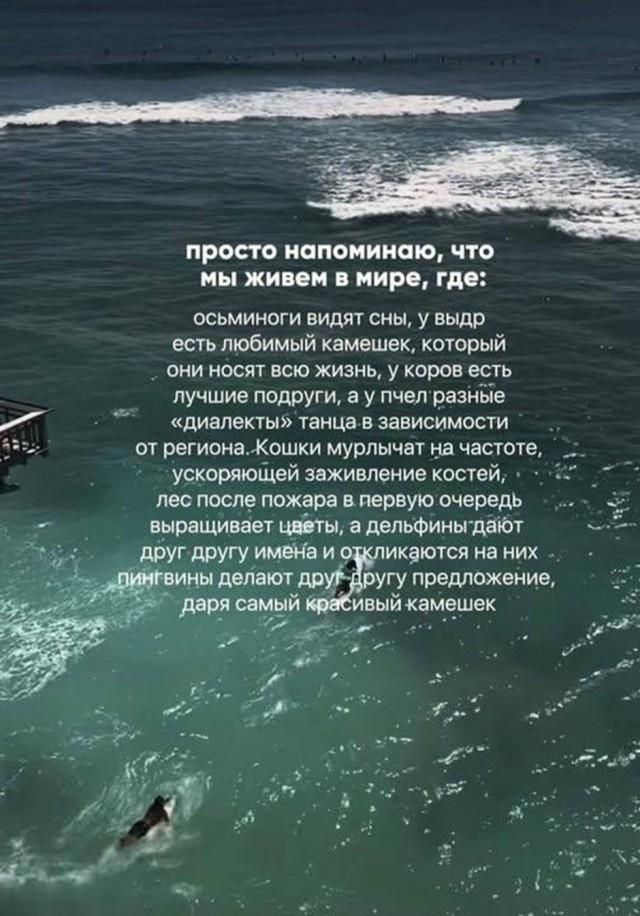 просто напоминаю, что мы живем в мире, где: осьминоги видят сны, у выдр есть любимый камешек, который они носят всю жизнь, у коров есть лучшие подруги, а у пчел разные «диалекты» танца в зависимости от региона. Кошки мурлычат на частоте, ускоряющей заживление костей, лес после пожара в первую очередь выращивает цветы, а дельфины дают друг другу