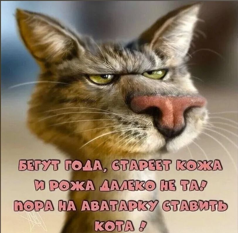 БЕГУТ ГОДА, СТАРЕЕТ КОЖА И РОЖА ДАЛЕКО НЕ ТА! ПОРА НА АВАТАРКУ СТАВИТЬ КОТА !