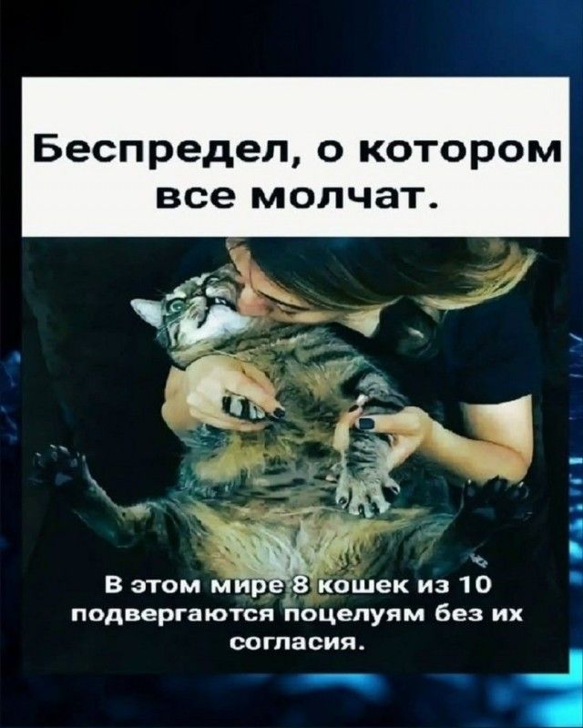 Беспредел, о котором все молчат. В этом мире 8 кошек из 10 подвергаются поцелуям без их согласия.