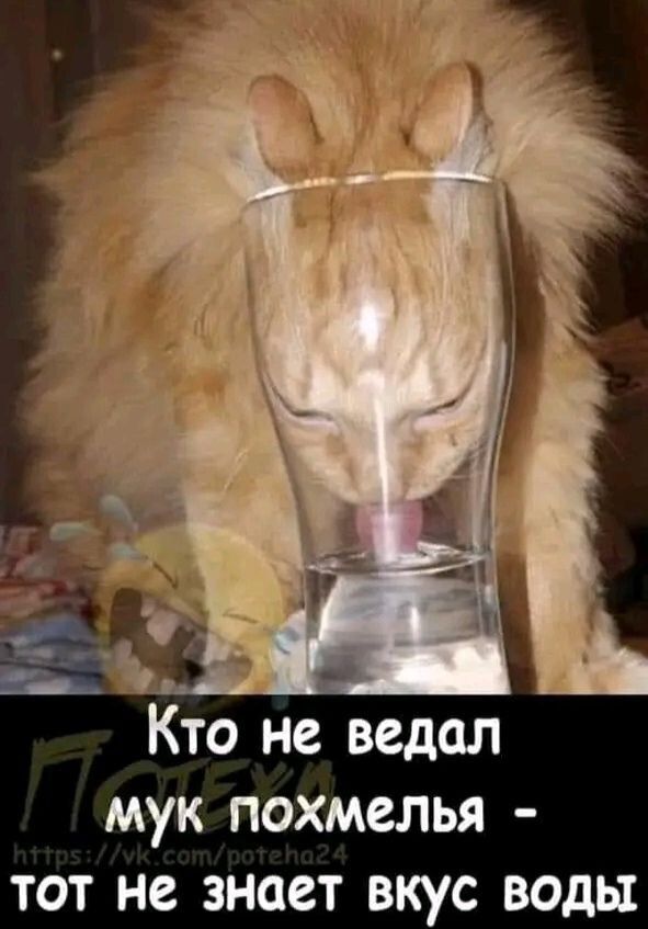 Кто не ведал мук похмелья - тот не знает вкус воды