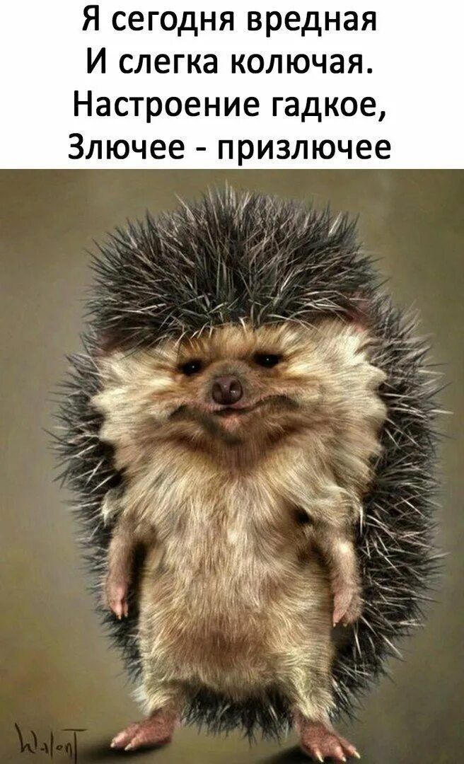 Я сегодня вредная И слегка колючая. Настроение гадкое, Злючее - призлючее