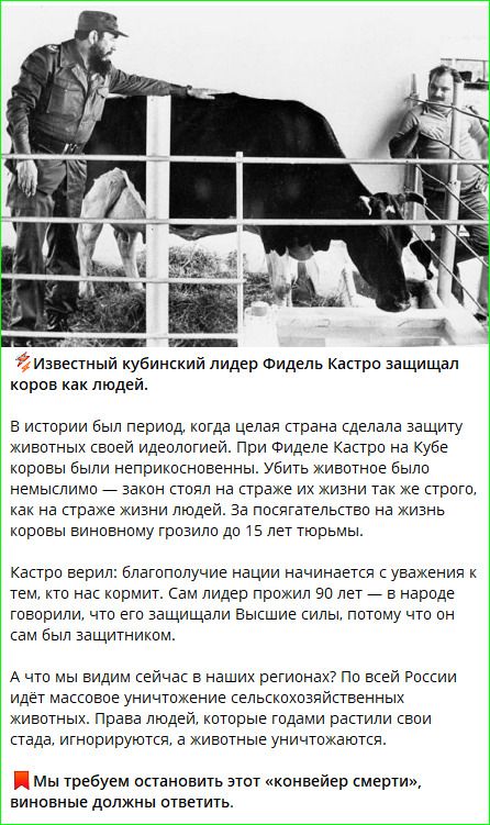 Известный кубинский лидер Фидель Кастро защищал коров как людей. В истории был период, когда целая страна сделала защиту животных своей идеологией. При Фиделе Кастро на Кубе коровы были неприкосновенны. Убить животное было немыслимо — закон стоял на страже их жизни так же строго, как на страже жизни людей. За посягательство на жизнь коровы