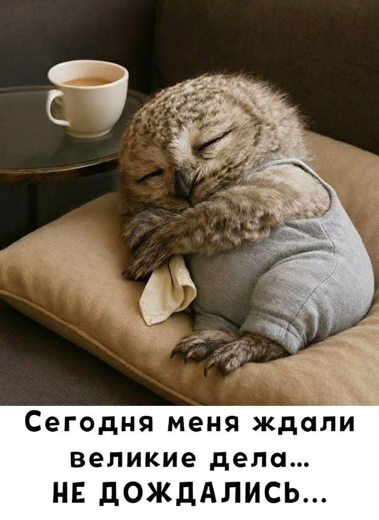 Сегодня меня ждали великие дела... не дождались...