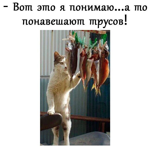 Вот это я понимаю... а то понавешают трусов!
