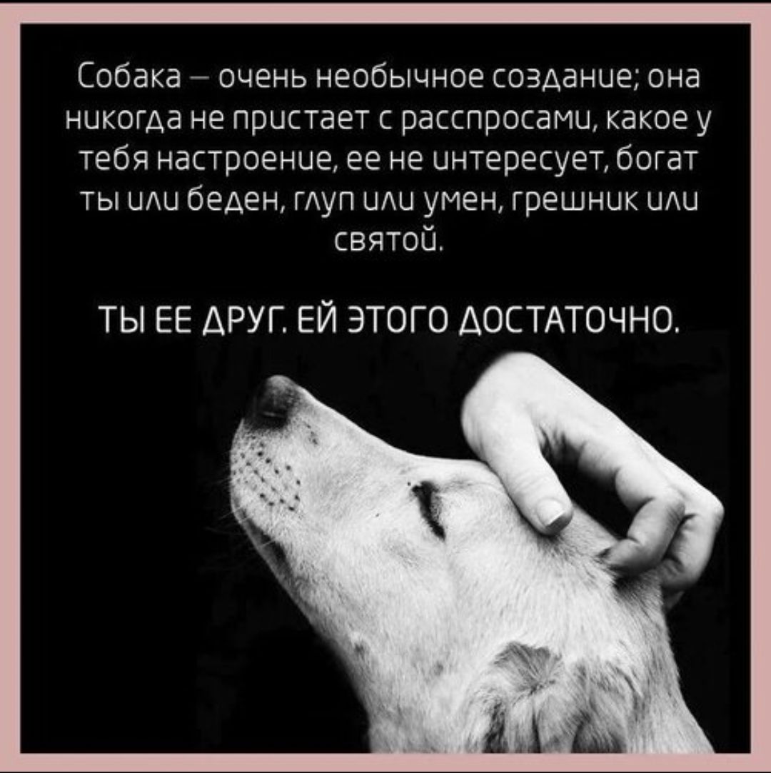 Собака – очень необычное создание; она никогда не пристает с расспросами, какое у тебя настроение, ее не интересует, богат ты или беден, глуп или умен, грешник или святой. ТЫ ЕЕ ДРУГ. ЕЙ ЭТОГО ДОСТАТОЧНО.