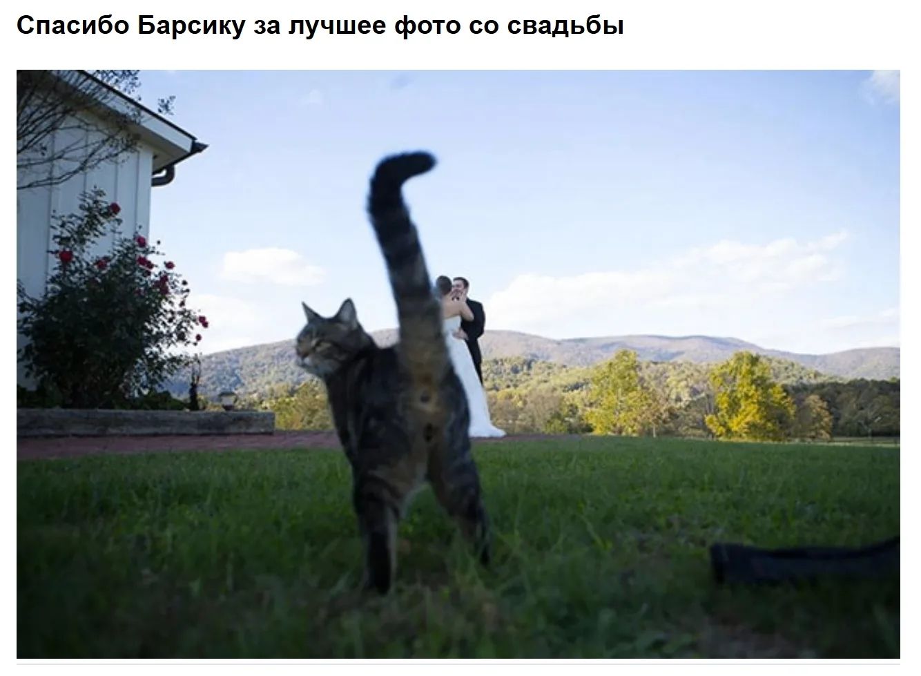 Спасибо Барсику за лучшее фото со свадьбы
