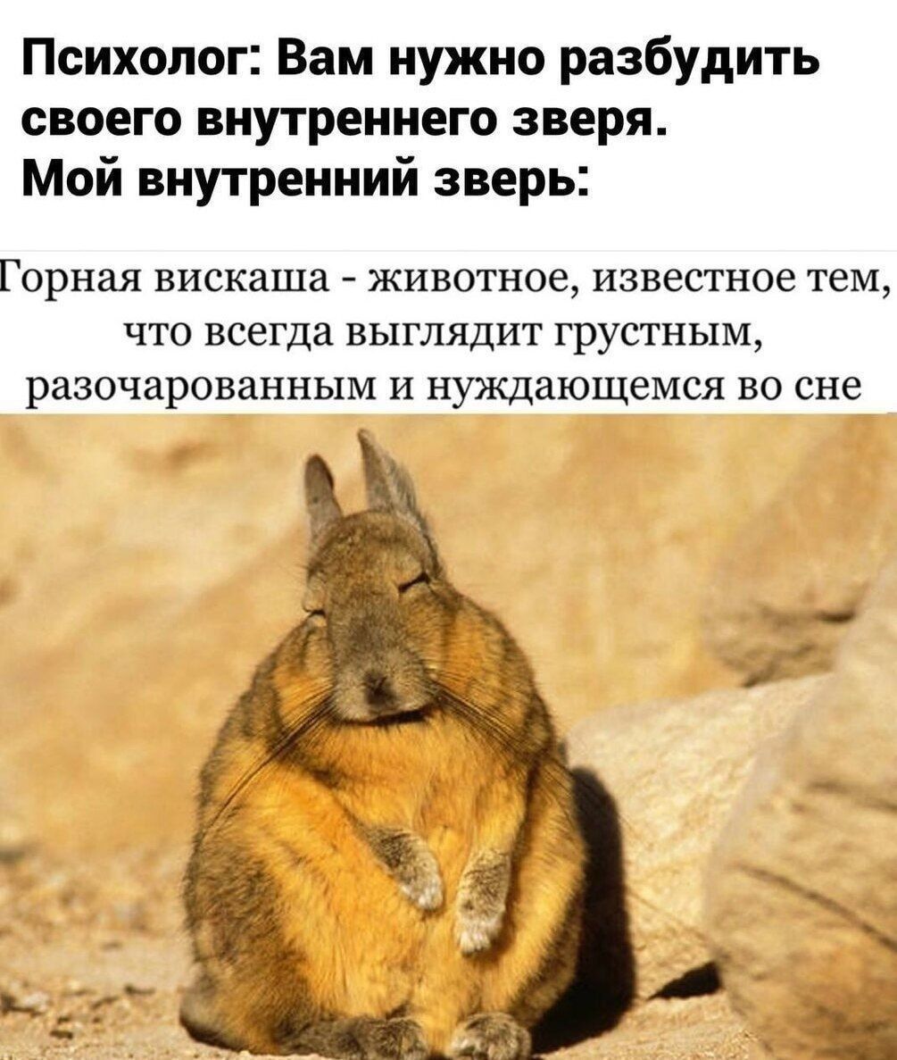Психолог: Вам нужно разбудить своего внутреннего зверя. Мой внутренний зверь: Горная вискаша - животное, известное тем, что всегда выглядит грустным, разочарованным и нуждающимся во сне