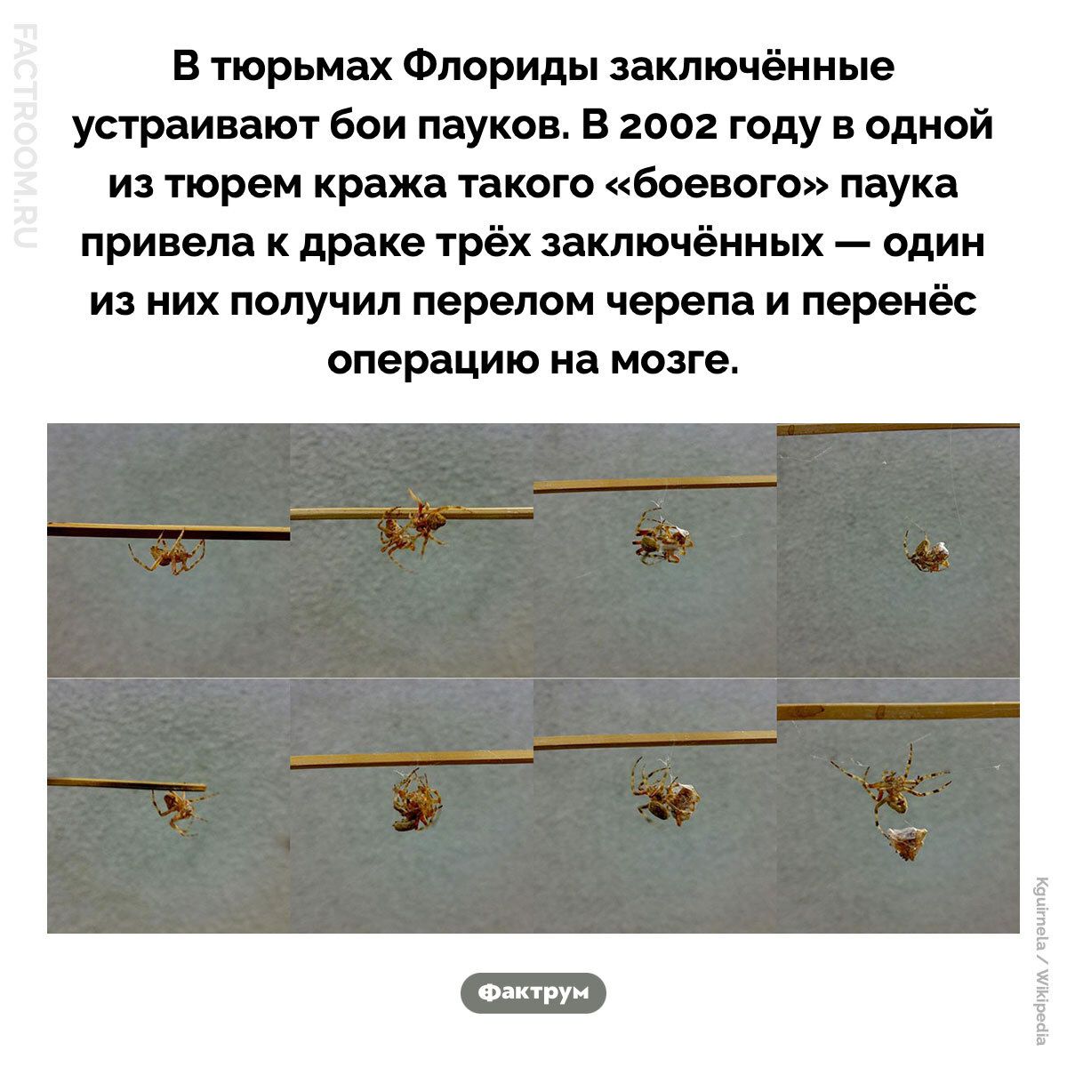 В тюрьмах Флориды заключённые устраивают бои пауков. В 2002 году в одной из тюрем кража такого «боевого» паука привела к драке трёх заключённых — один из них получил перелом черепа и перенёс операцию на мозге. FACTROOM.RU Фактрум Kguirnela / Wikipedia