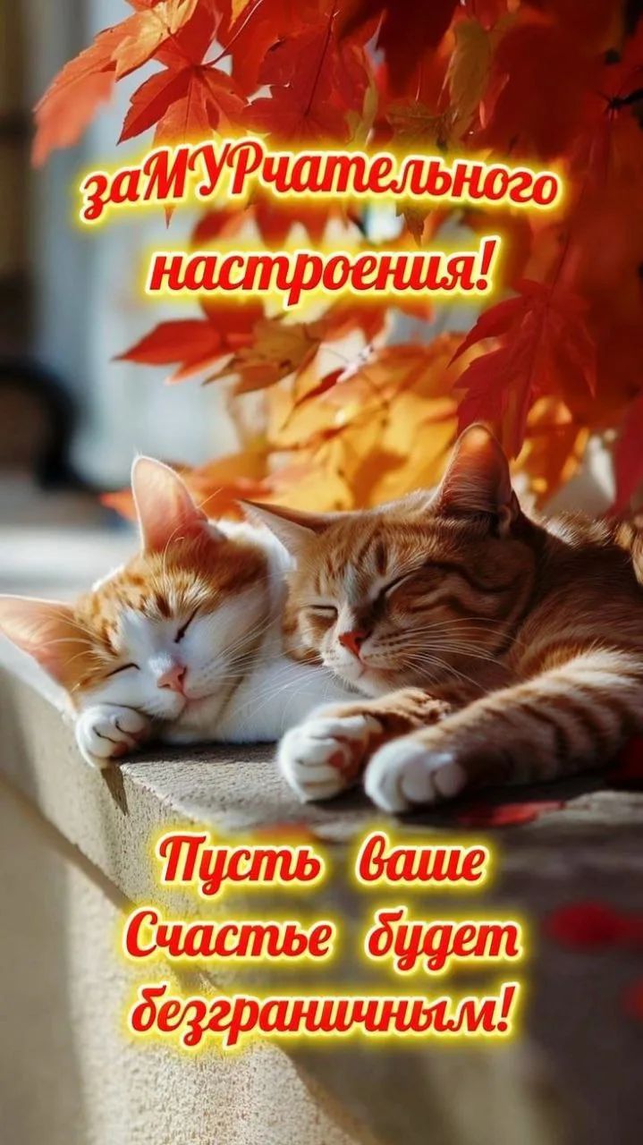 заМУРчательного настроения! Пусть ваше счастье будет безграничным!