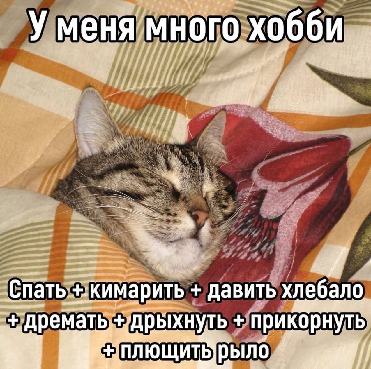 У меня много хобби. Спать + кимарить + давить хлебало + дремать + дрыхнуть + прикорнуть + плющить рыло
