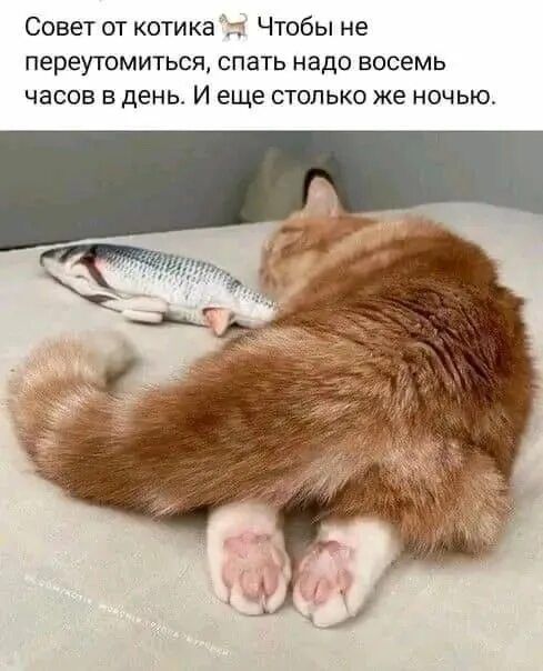 Совет от котика Чтобы не переутомиться, спать надо восемь часов в день. И еще столько же ночью.