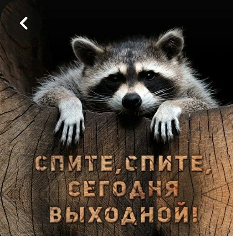 СПИТЕ, СПИТЕ, СЕГОДНЯ ВЫХОДНОЙ!