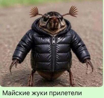 Майские жуки прилетели