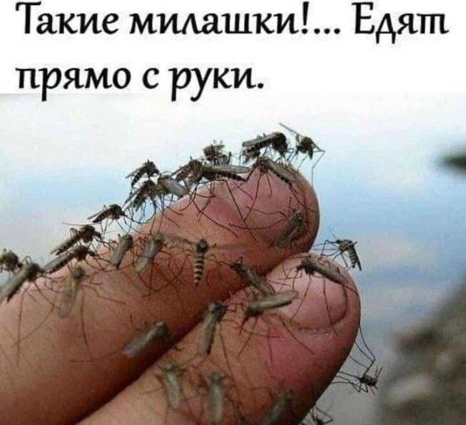 Такие милашки!... Едят прямо с руки.