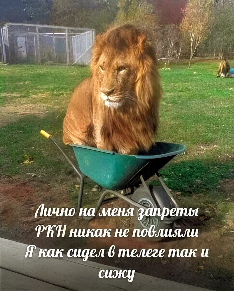 Лично на меня запреты РКН никак не повлияли Я как сидел в телеге так и сижу