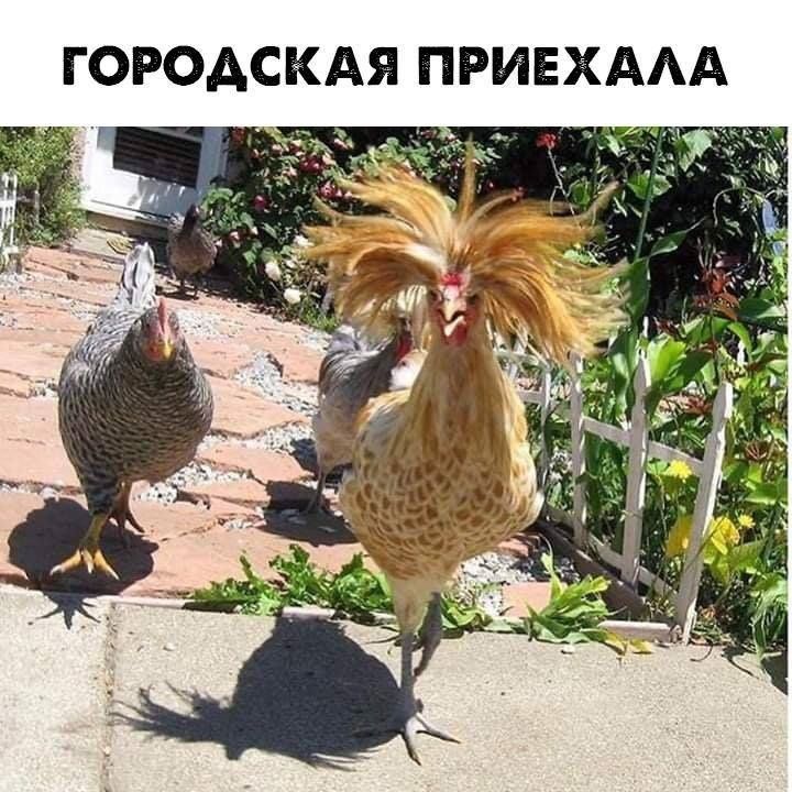 ГОРОДСКАЯ ПРИЕХАЛА