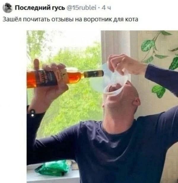 Последний гусь @15rublei · 4 ч Зашёл почитать отзывы на воротник для кота