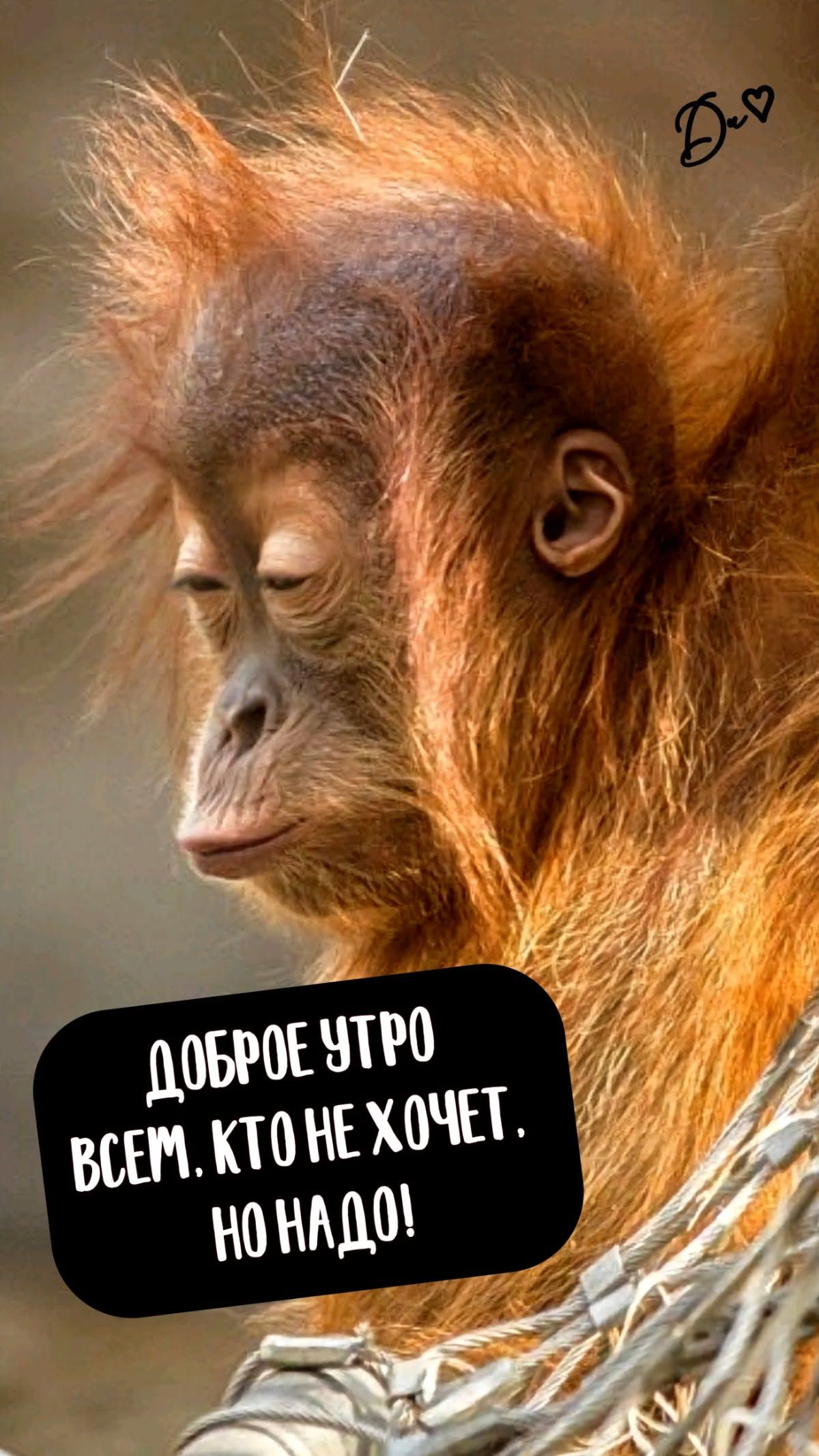 Доброе утро всем, кто не хочет, но надо!