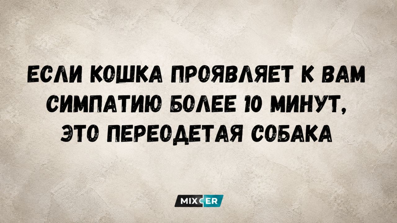 ЕСЛИ КОШКА ПРОЯВЛЯЕТ К ВАМ СИМПАТИЮ БОЛЕЕ 10 МИНУТ, ЭТО ПЕРЕОДЕТАЯ СОБАКА