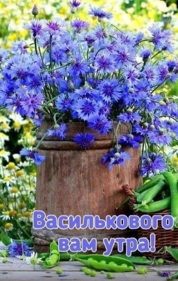 Василькового вам утра!