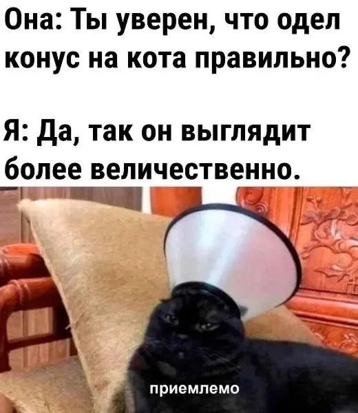 Она: Ты уверен, что одел конус на кота правильно? Я: Да, так он выглядит более величественно. приемлемо