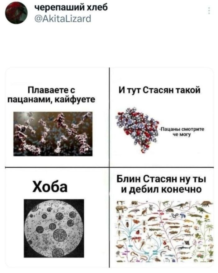 черепаший хлеб @AkitaLizard Плаваете с пацанами, кайфуете И тут Стасян такой Пацаны смотрите че могу Хоба Блин Стасян ну ты и дебил конечно