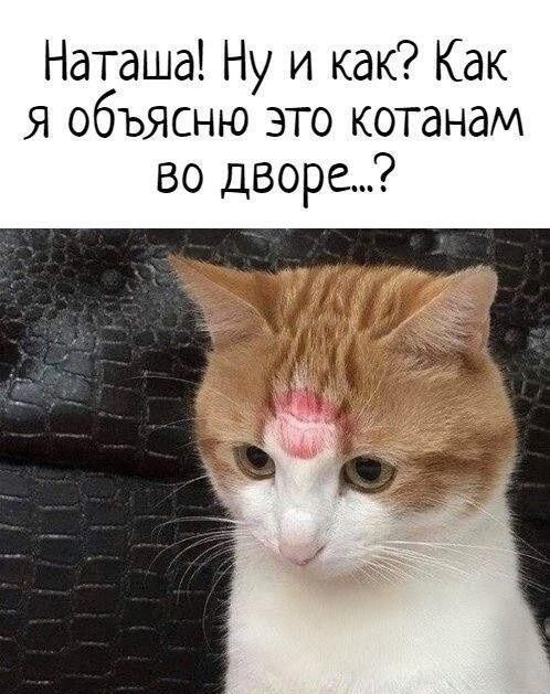Наташа! Ну и как? Как я объясню это котанам во дворе...?