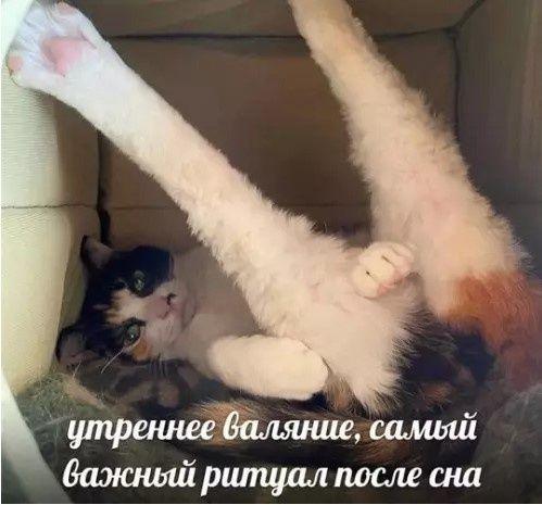 утреннее валяние, самый важный ритуал после сна