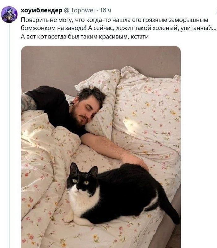 Поверить не могу, что когда-то нашла его грязным замурышным бомжонком на заводе! А сейчас, лежит такой холеный, упитанный... А вот кот всегда был таким красивым, кстати