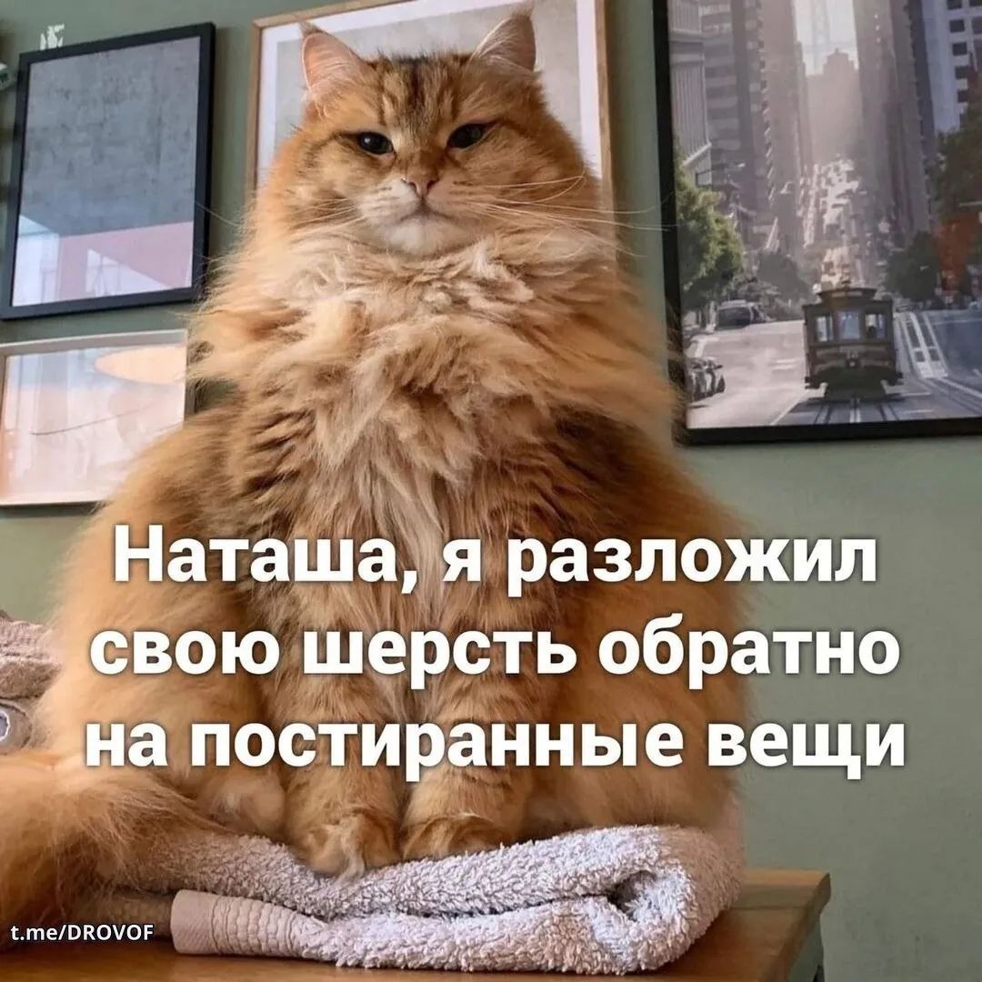 Наташа, я разложил свою шерсть обратно на постиранные вещи